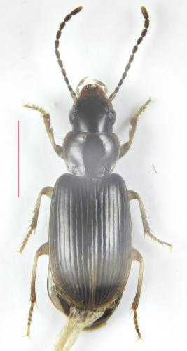 Acupalpus luteatus
